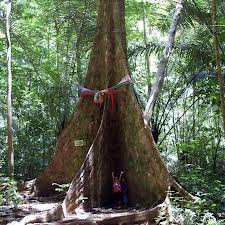 Krabi Phanombench trekking